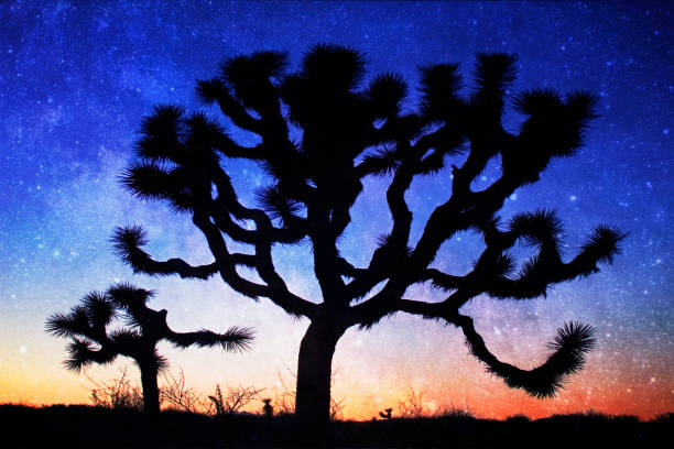 istock Joshua Tree silhouetted with Milky Way, Josh Tree National Park 1169758520