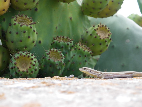 Lizard in front of prickly pears