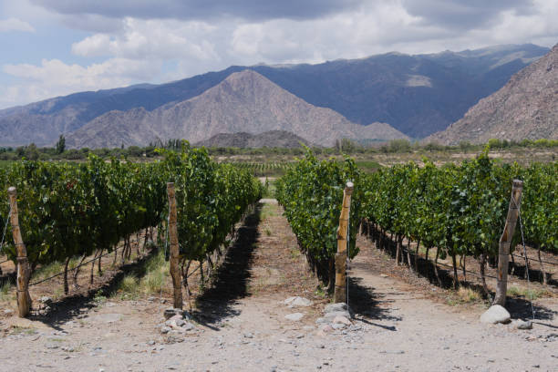 istock Vineyard in Cafayate, Argentina 1169758960