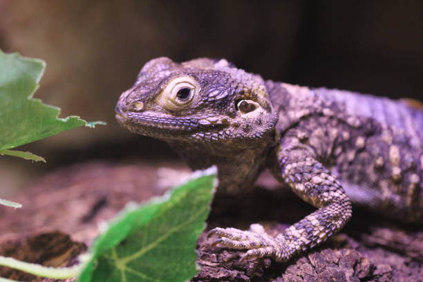 istock lizards and chameleons in the aquarium 1169759799