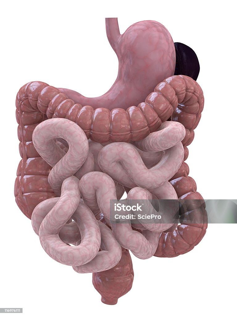 Digestivo humano - Foto de stock de Sistema digestivo humano libre de derechos