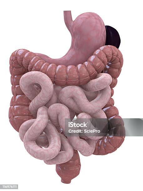 Digestivo Humano Foto de stock y más banco de imágenes de Sistema digestivo humano - Sistema digestivo humano, Abdomen, Anatomía