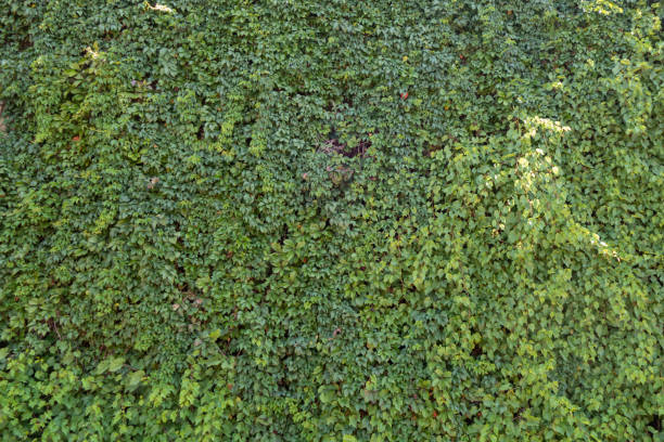 istock Background from green plants. Hedge. Creative vintage background. 1169761183