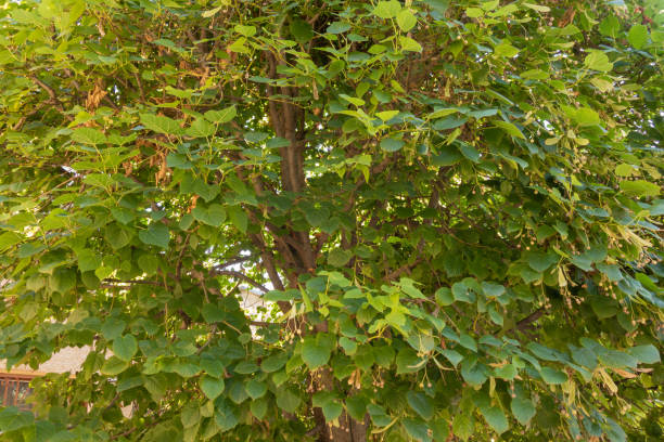 istock Background from green plants. Hedge. Creative vintage background. 1169761190