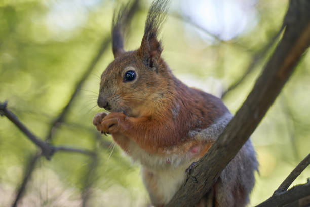 Fluffy beautiful squirrel on a tree trunk among yellow leaves in autumn in a city park.