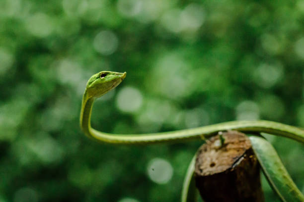 istock Long-nosed whip snake 1169767658