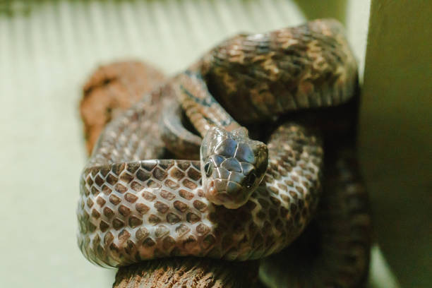 istock Dog-toothed cat snake on a branch 1169767706