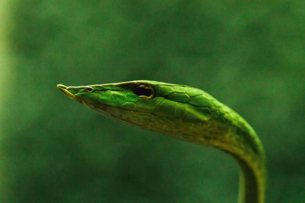 istock Long-nosed whip snake 1169767726
