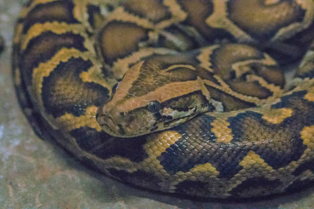 python bivittatus jest dużym - snake animal young animal crawling zdjęcia i obrazy z banku zdjęć
