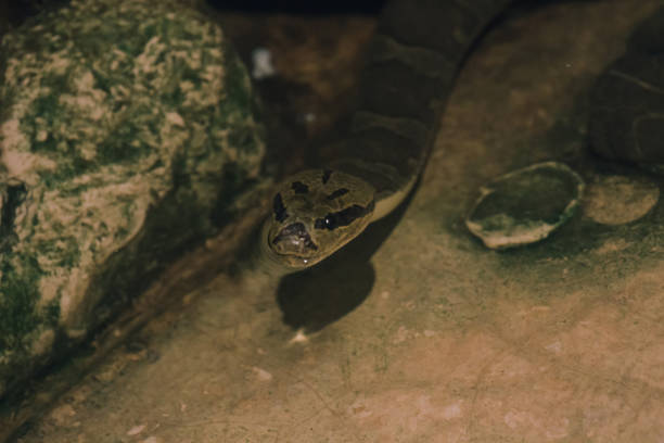 istock Homalopsis buccata in the water 1169768369
