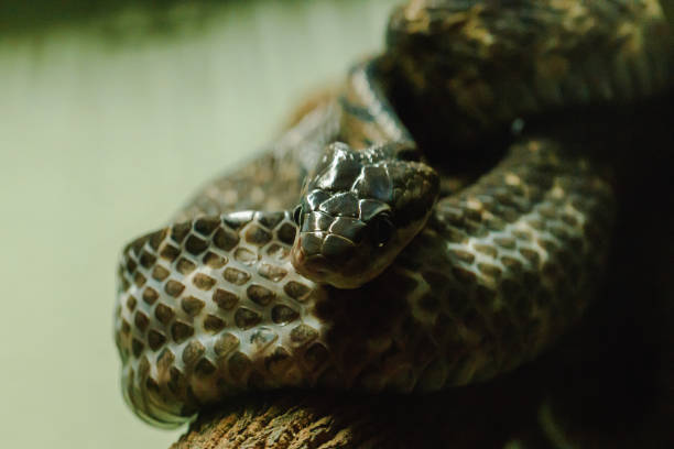 istock Dog-toothed cat snake on a branch 1169768413