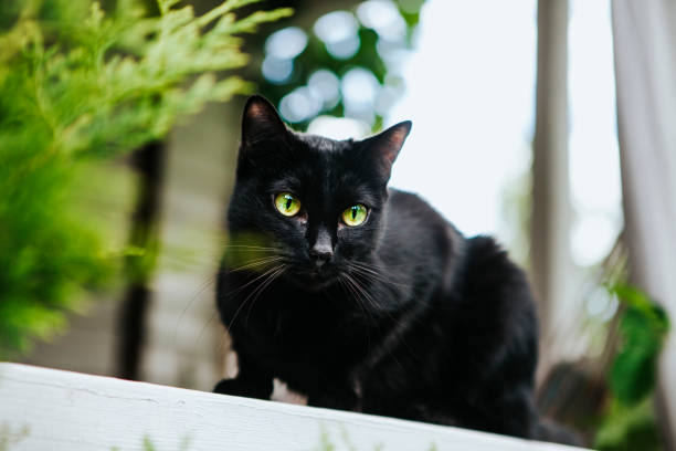 istock Cat on the terrace 1169768453