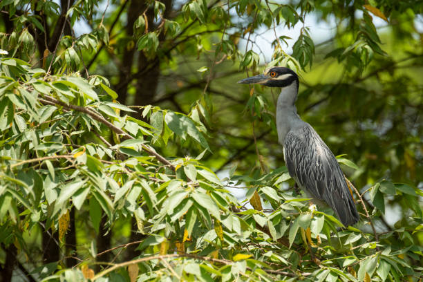 Name: Yellow-crowned night-heron, American night-heron, Squawk Scientific name: Nyctanassa violaceaCountry: Costa RicaLocation: Rio Tarcoles