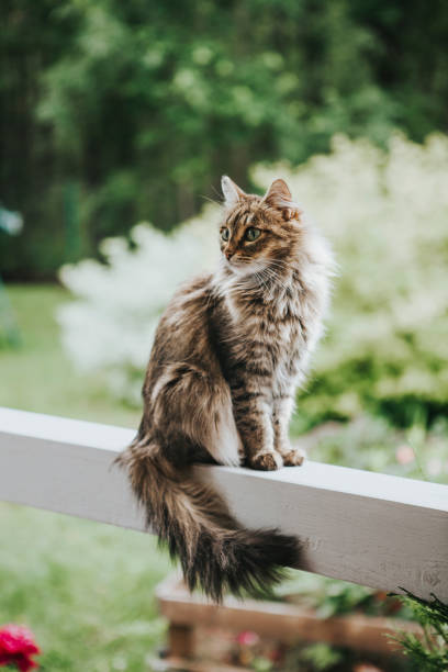 istock Cat on the terrace 1169768495