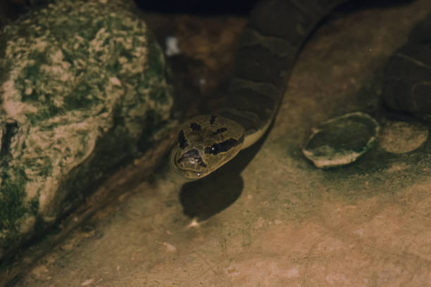 Homalopsis buccata in the water has a distinctive light brown color on the head. Looks like a skull