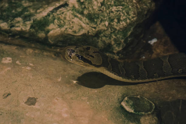 istock Homalopsis buccata in the water 1169768539