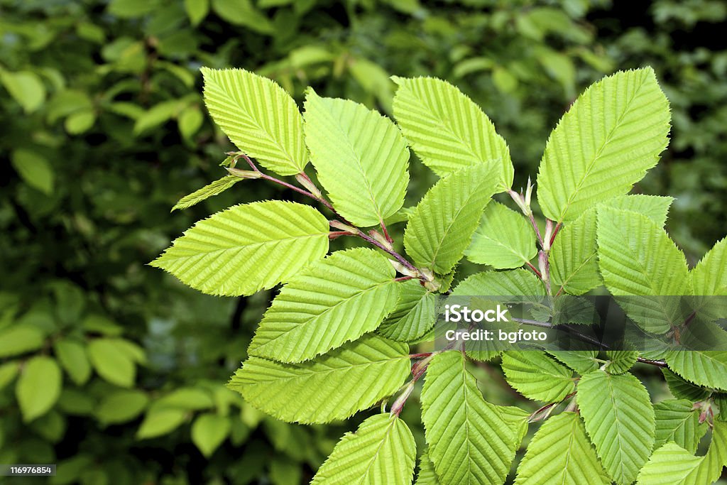Elm Leaf of an elm. Elm Tree Stock Photo
