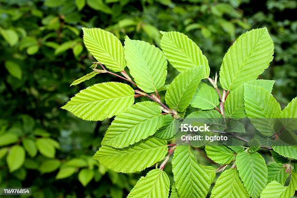 Do Ulmeiro - Fotografias de stock e mais imagens de Olmo - Olmo, Folha, Botânica - Ciência de plantas