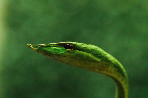 istock Long-nosed whip snake 1169768548