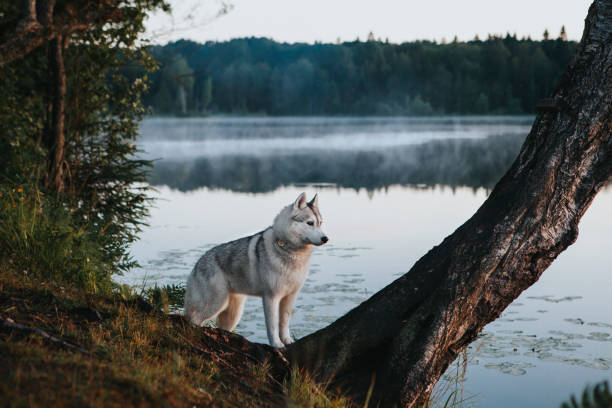 istock Husky puppy in nature 1169768573