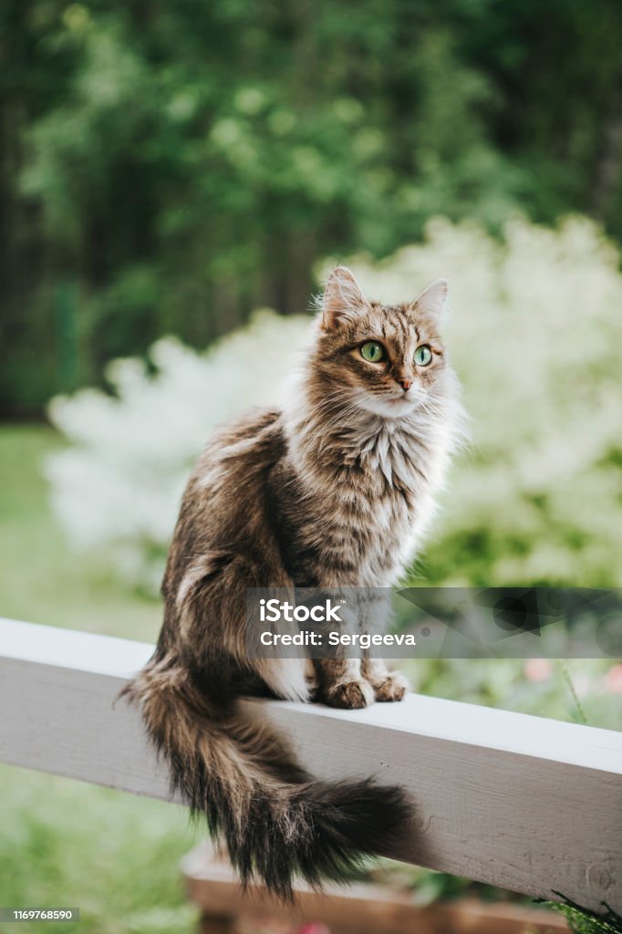 Katze auf der Terrasse - Lizenzfrei Hauskatze Stock-Foto