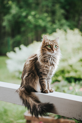 The cat walks on the terrace