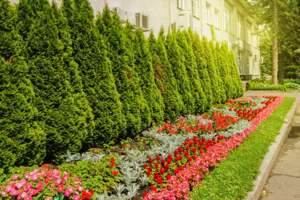 Photo of Colorful flowers growing in the landscaped garden with formal flower beds and evergreen thujas near neat green lawn, the glare and flare