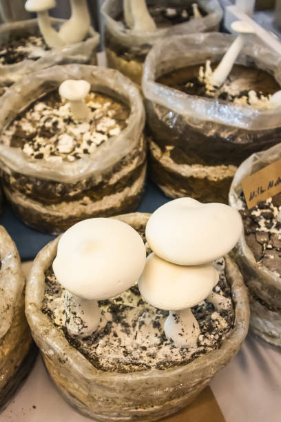istock Milk mushroom in nursery bag 1169769063