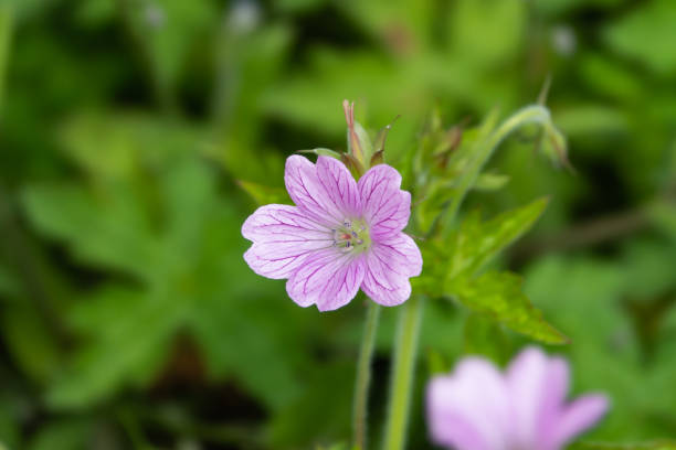 istock Pink Geranium Flower in Bloom in Springtime 1169769629
