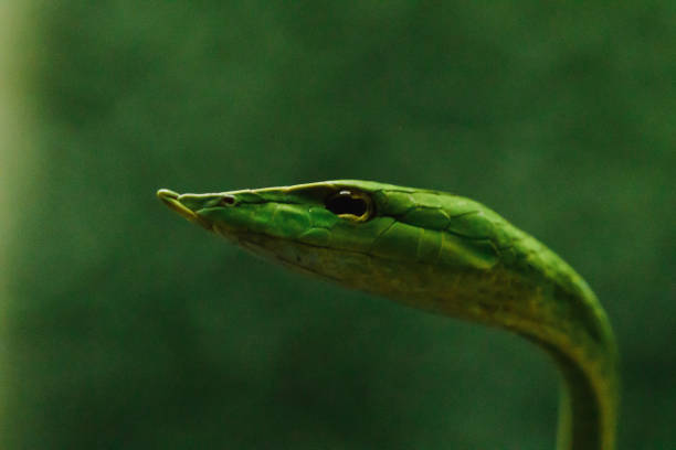 istock Long-nosed whip snake 1169770188