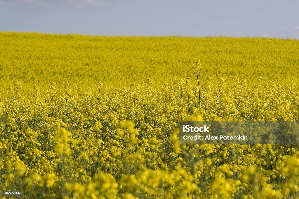 Canola field de combustible biológico - Foto de stock de Agricultura libre de derechos