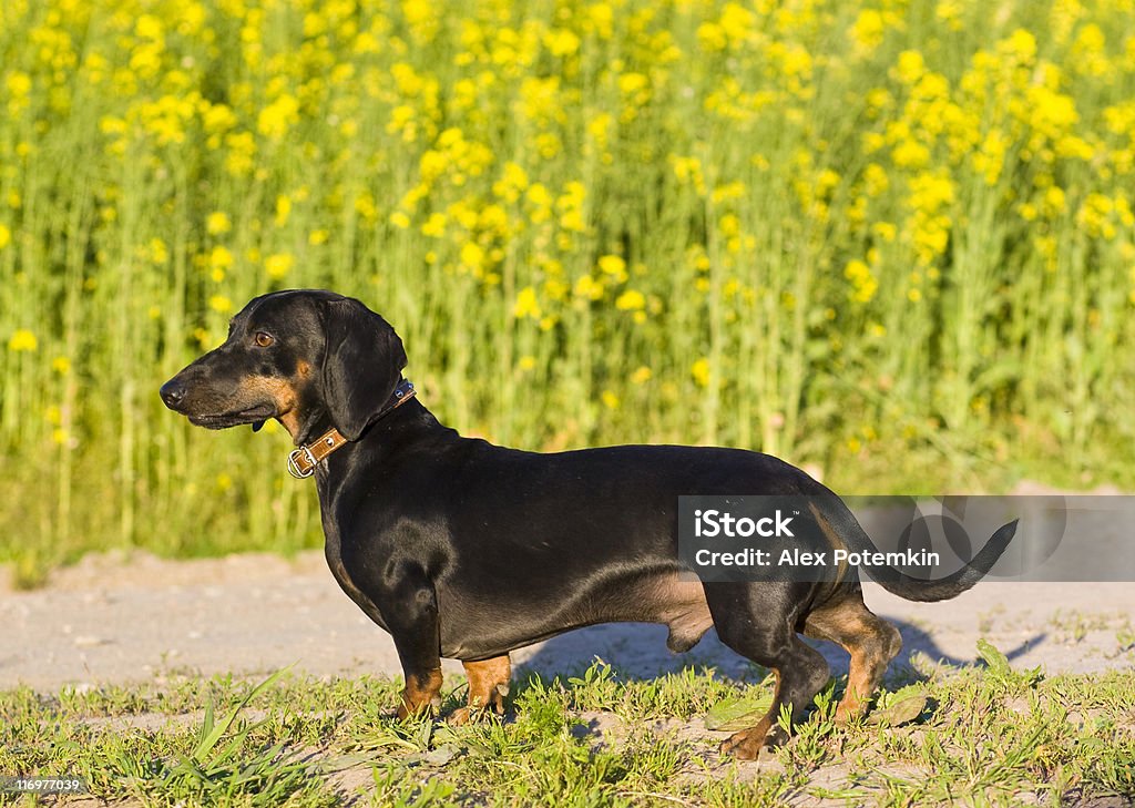 Teckel chien mâle - Photo de Teckel libre de droits