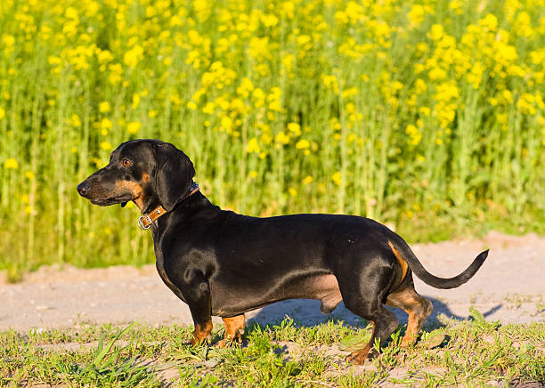A side view photograph of a dachshund male dog standing on the road. The dog has black fur and a leather leash. There is a field of tall weeds and wild flowers behind the dog that have yellow flowers. The dog is in focus and the background is blurred. He is on a patch of grass.