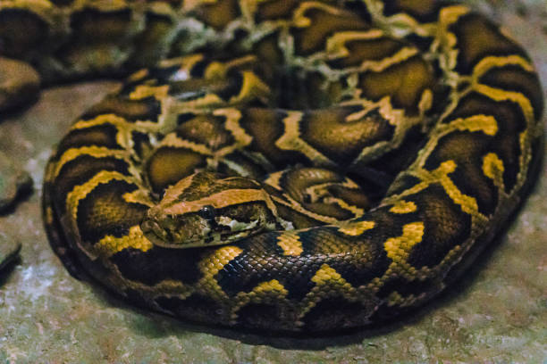 880+ Fotos, Bilder und lizenzfreie Bilder zu Dunkler Tigerpython Fotos ...