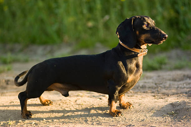 istock dachshund male dog 116977044