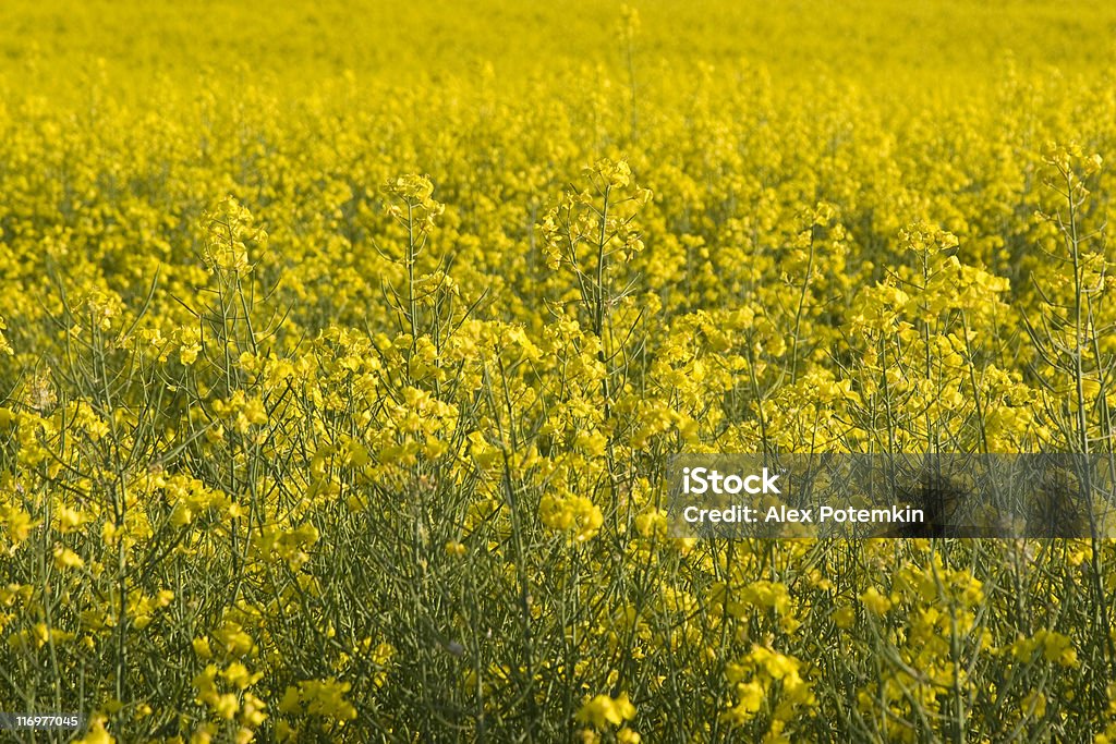 Fundo de flores amarelas: Campo de colza - Royalty-free Agricultura Foto de stock