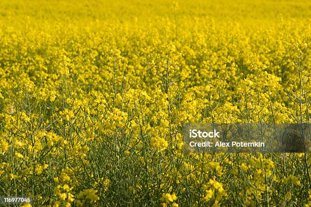 Fundo De Flores Amarelas Campo De Colza - Fotografias de stock e mais imagens de Agricultura - Agricultura, Ajardinado, Amarelo