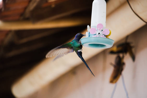 beautiful bird drinking water