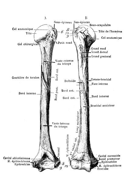 Humerus Color 140+ Humerus Bone Diagram Drawing Stock Illustrations, Royalty-Free ...