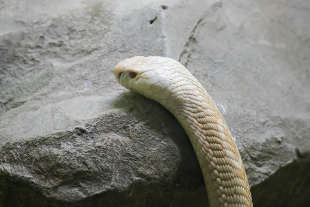 istock A white cobra looking through the glass 1169771578