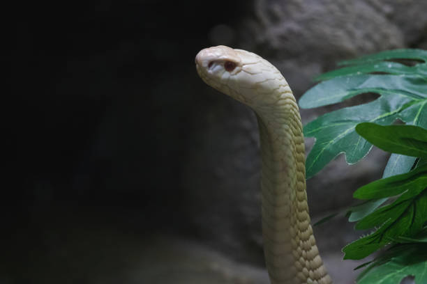 istock A white cobra looking through the glass 1169771593