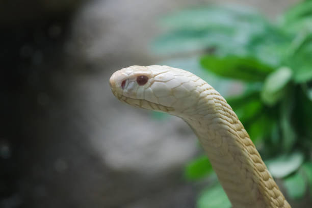 istock A white cobra looking through the glass 1169771698