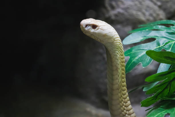 istock A white cobra looking through the glass 1169771762