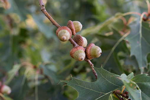 acorns of red oak, quercus rubra on twig closeup