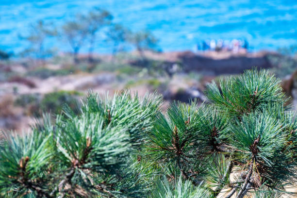 Pine trees (conifers) on sandstone cliff landscape in Torrey Pines State Reserve hiking trails overlooking the pacific ocean. Warm sunny tropical summer weather coastal views in San Diego, California.