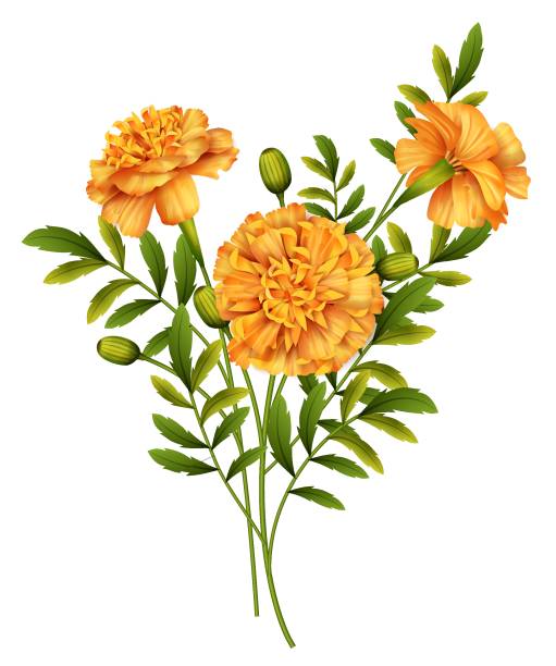 Marigold Flowers Vector Marigold flowers isolated on white background. Vector illustration marigold stock illustrations