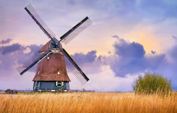 Volendam, Netherlands. Traditional Holland windmill. Volendam, Netherlands. Traditional Holland landscape with typical dutch windmill and yellow grass field, evening sunset sky in countryside. mill stock pictures, royalty-free photos & images
