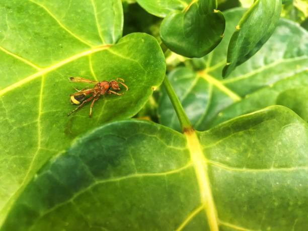 istock Orange with yellow line on black bud wasp walking on green leaf. 1169772993