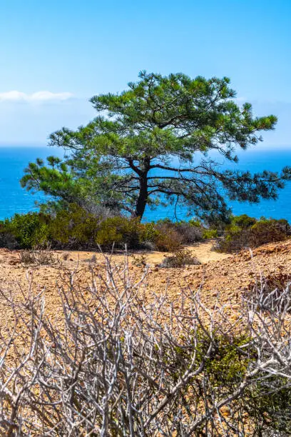 Pine trees (conifers) on sandstone cliff landscape in Torrey Pines State Reserve hiking trails overlooking the pacific ocean. Warm sunny tropical summer weather coastal views in San Diego, California.