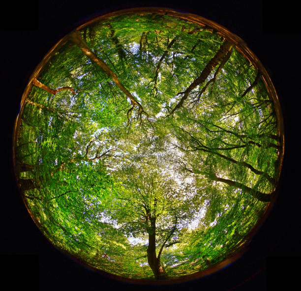 Woodland canopy Fish eye 360 degree view of an English ancient woodland canopy in late summer fisheye lens stock pictures, royalty-free photos & images
